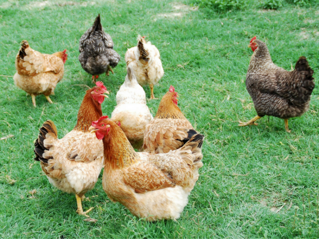 Quelles sont les plus belles races de poules au monde ?