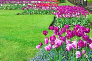 Les 4 étapes pour entretenir votre jardin ce printemps