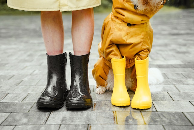 Des chaussons et des chaussures : le chien en a-t-il besoin ?
