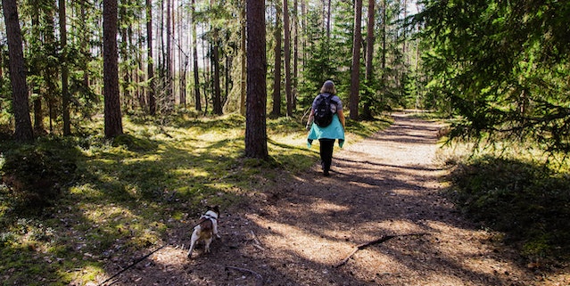 Randonnée forêt avec chien