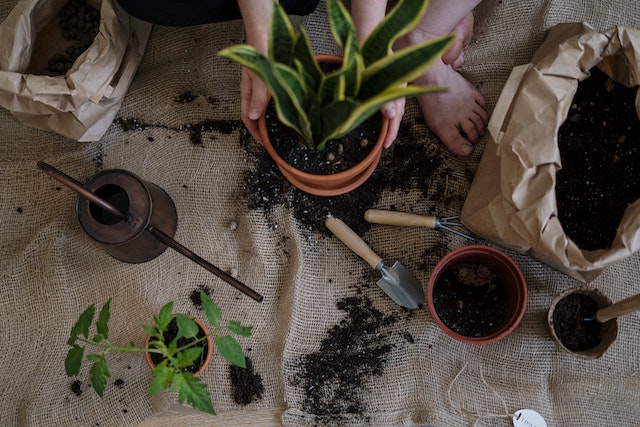 Le cache-pot en rotin, l’accessoire tendance pour sublimer vos plantes
