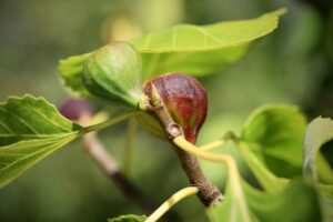 Quelle est la différence entre une figue mâle et une figue femelle ?